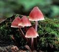 . ECM Basidiomycota Russula ECM