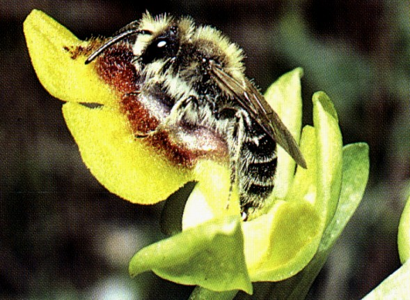 .) kosmopolitní rozšíření, osídlení v podstatě všech biotopů všechny druhy