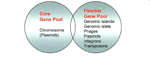Housekeeping geny: Ribozomy Buněčná stěna a membrána Základní metabolické dráhy Replikace DNA Patogenita