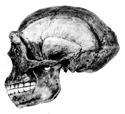 Obsah mozkovny čínského Homo erectus činil v průměru 1 050, nejvýše 1 220 krychlových centimetrů (kapacita u dnešního člověka se pohybuje v rozmezí 1 450 až 1 650 krychlových centimetrů).