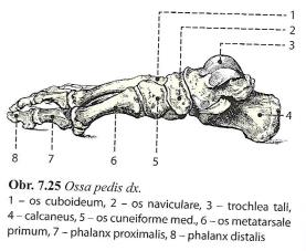 3 Obecná část 3.1 Anatomie nohy Noha prošla ve svém vývoji mnohými změnami. Z původně úchopové funkce, jak je tomu i u dnešních primátů, se přizpůsobila pro úlohu chůze.