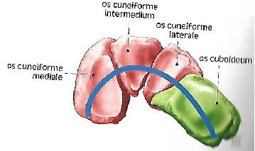 Příčná klenba (Obrázek 6) je nejvýraznější v úrovni os cuboideum a os cuneiforme mediale, intermedium a laterale. Na jejím udržení se podílí příčně probíhající vazy, m. tibialis anterior a m.