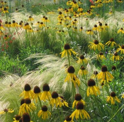 Gaillardia