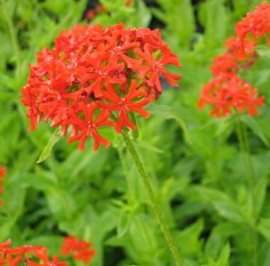 56 Lychnis