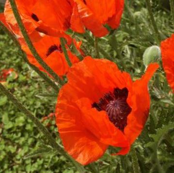 Papaver Brillant