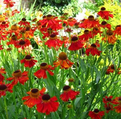 Echinacea paradoxa