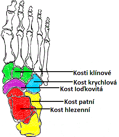 Obr. 5: Ossa tarsi (kosti zánártní) 5 2.5.1.2 Ossa metatarsi (kosti nártní) Pět kostí dlouhého typu, tvoří střední část kostry nohy zvanou metatarsus a číslují se od palce I. směrem k malíku V.