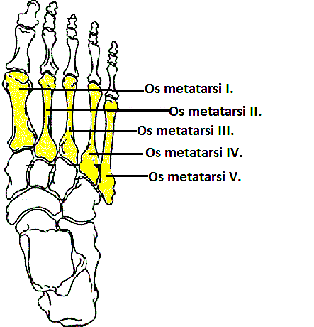 Obr. 6: Ossa metatarsi (kosti nártní) 6 2.5.1.3 Ossa digitorium(kosti prstů) Ossa digitorium čili phalanges tvoří kostru prstů na noze, články prstů (Číhák, 2011).