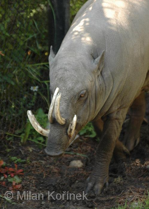 BABIRUSA výskyt: