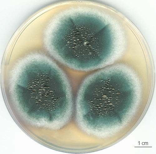 Aspergillus fumigatus kolonie, CCF 3227 CZ 7 dní, 25 C CYA