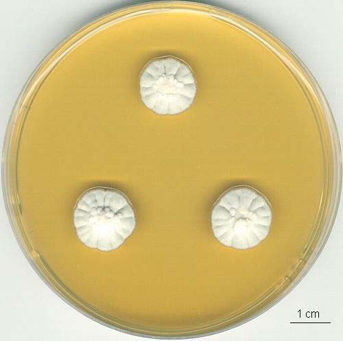 Aspergillus