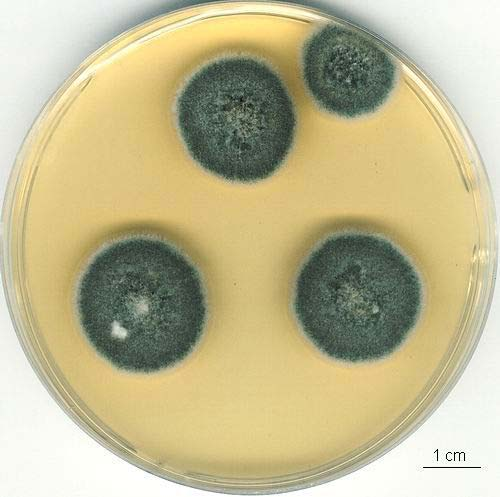 Aspergillus