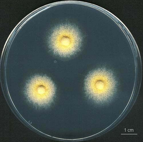 Aspergillus sclerotiorum kolonie, CCF 3110