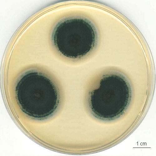 Aspergillus