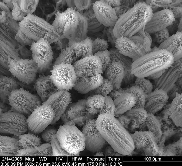 Aspergillus terreus mikroznaky, AK 154/05