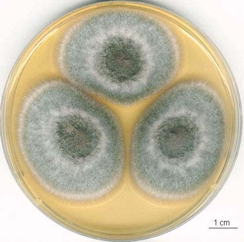 Aspergillus ustus