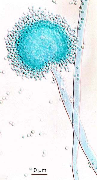 Aspergillus wentii