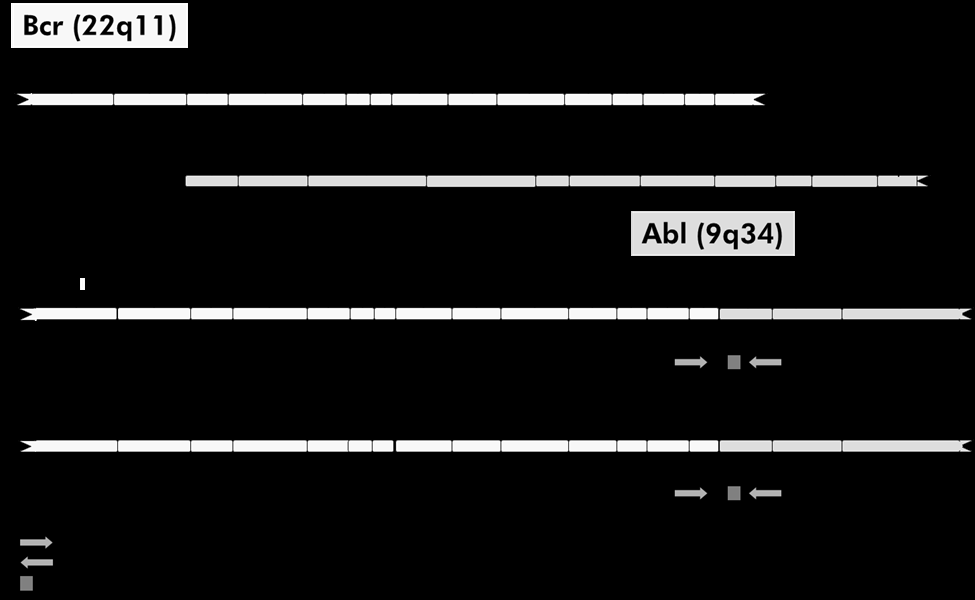 výrobku PCR. V současnosti jsou k dispozici 3 hlavní typy technik qpcr: analýza qpcr pomocí barviva SYBR Green I, analýza qpcr používající hydrolyzační sondy a analýza qpcr pomocí hybridizačních sond.