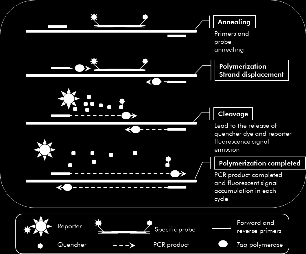 akumulace fluorescenčního signálu v každém cyklu Oznamovatel Zhášecí látka Specifická sonda Produkt PCR Dopředné a zpětné priméry Polymeráza Taq Obrázek 3. Princip reakce.