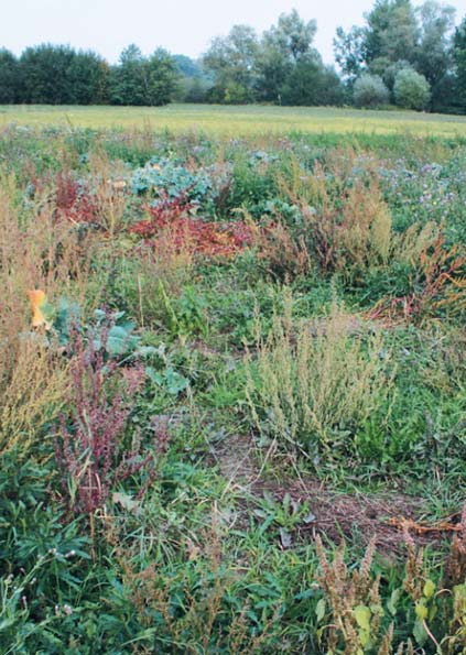 2012 PÍCNINÁŘSKÉ LISTY CÍLOVÝ TYP OBNOVOVANÉ VEGETACE: ARRHENATHERION Typ pokusu: Přírodní krajinná jednotka: Půdní vlastnosti experimentální (v úplných znáhodněných blocích) Haná, Hornomoravský úval