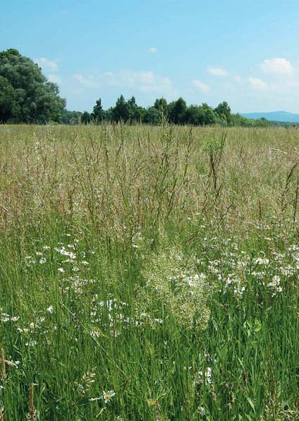 , průměrná teplota 9 C; nadmořská výška 213 m 