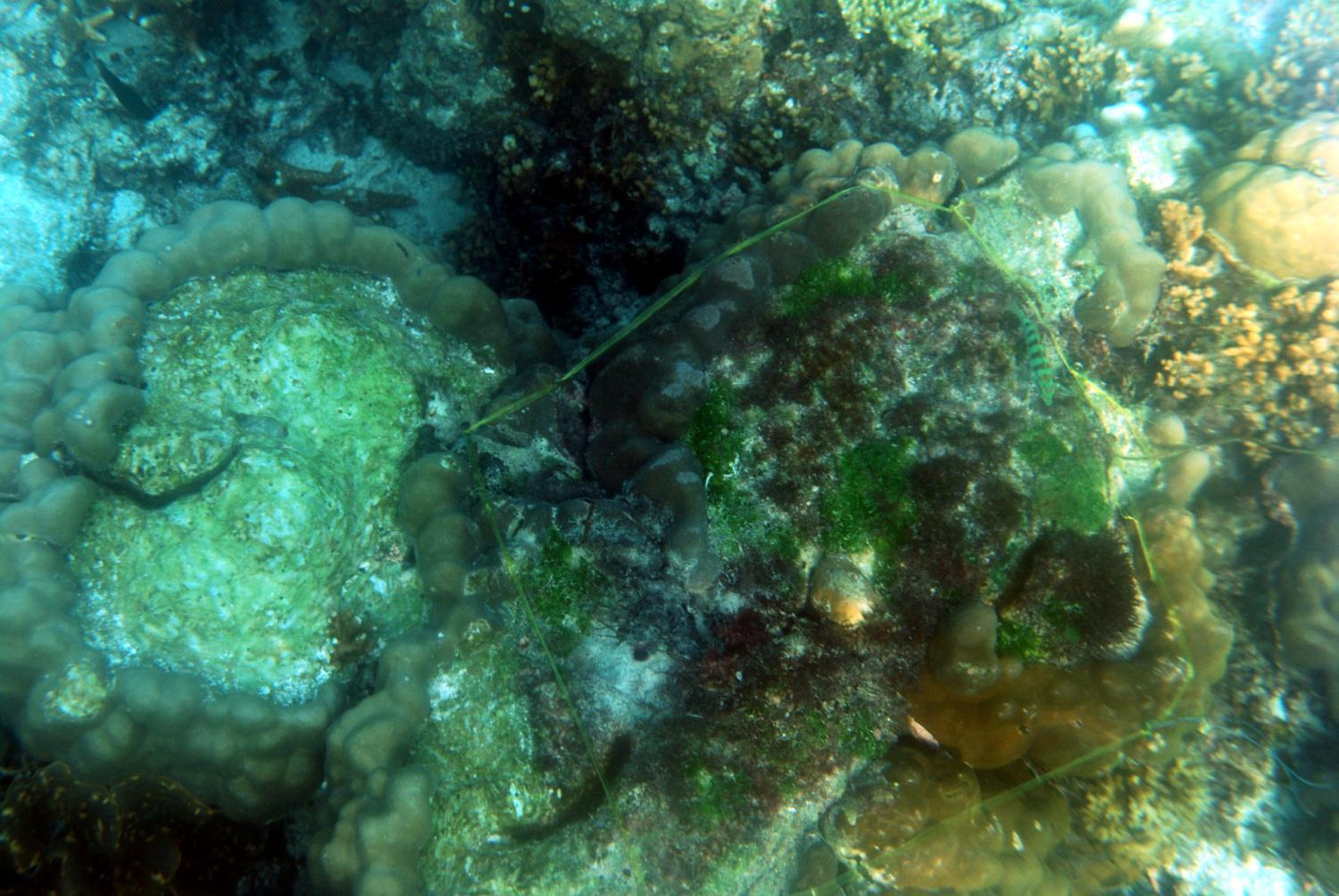 detailní pohled na korálový útes s