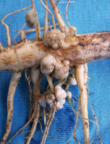 Inokulant Nitrazon Složení: kmeny rhizobií Registrace: 2004 Výroba: FARMA ŽIRO výrobna Strančice základní inokulant vyráběný pro: odrůdy hrachu, vojtěšky, sóji, lupiny bílé i úzkolisté, bobu, jetele,