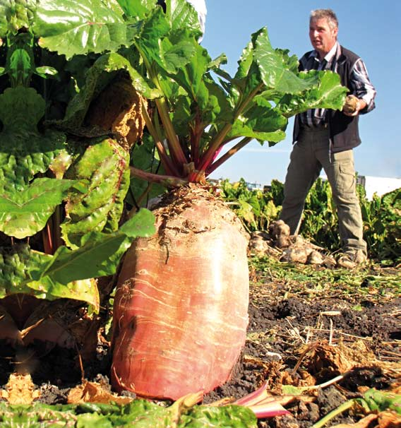 Jamon Typ: triploidní Registrace: 1997 Vyšlechtěno: Florimond Desprez ŽLUTÁ ŘEPA žlutá řepa pro strojovou i ruční sklizeň křehká dužina sušina 15,9 % kořen má 40 % objemu nad zemí tvar kuželovitě