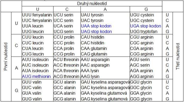 1.3 Význam nukleotidů Deoxynukleová kyselina (DNA), nositelka genetické informace, se skládá z nukleotidů.