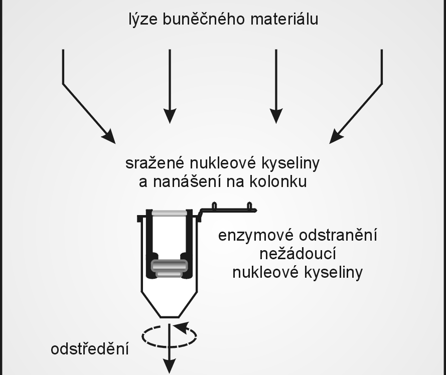 Izolace RNA Krev Zajištění ochrany RNA před rozkladem RNázou.