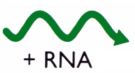 Zpětná transkripce (RT-PCR) a hybridizace 1. izolace RNA z krevní plazmy pacienta 2. RT- PCR 3. Amplifikace cdna 4.