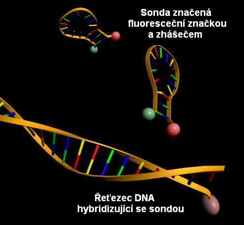 Real-time PCR - Technologie TaqMan kvantitativní analýza cdna množství