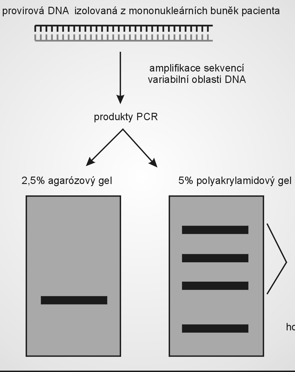 ANALÝZA POHYBLIVOSTI HETERODUPLEXŮ (HMA) Metoda: 1. PCR amplifikace cílové sekvence 2. Elektroforéza- separace PCR produktů 3.