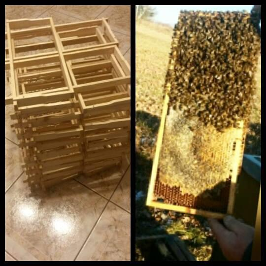 3.2.3 Jak správně zacházet se včelami Alespoň začínající včelař by měl nosit ochranný oděv. Včely dráždí pot, intenzivní pachy, ale také vůně.