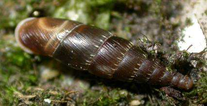 Itala ornata (Rossmässler, 1836) zdobenka tečkovaná: pravděpodobně naše nejkrásnější závornatka (Clausiliidae), která má opět izolovanou a dlouhodobě známou populaci na skalách Zkamenělého zámku (viz