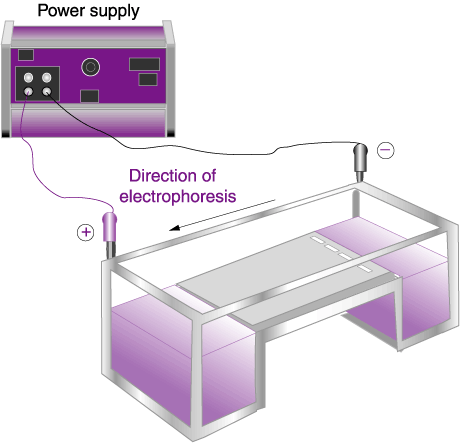 http://www.biochem.