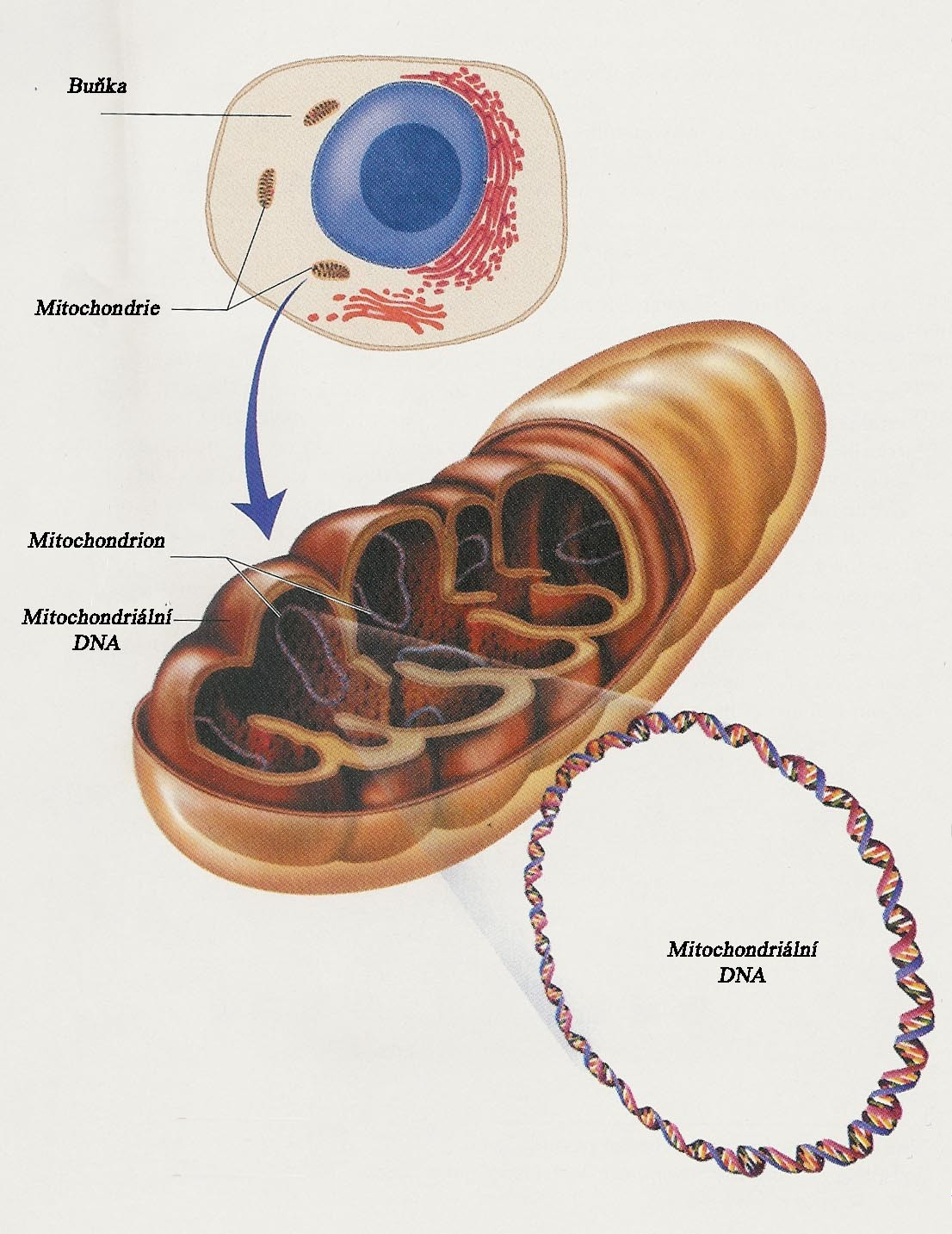 mtdna 16 20 kb 37 genů rrna trna geny CO