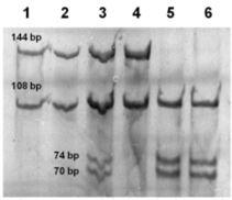 mléčných bílkovin (α-la, α S -CN, κ-cn a β-cn). Byl zjištěn vliv alely A genu β-lg a alely B genu κ-cn na koncentraci proteinů β-lg, κ-cn a dále na celkový obsah kaseinu v mléce (Heck et al.