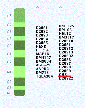 Obr. 11 Lokalizace genu GHR na chromozomu 20 (NAGRP, 2016) 3.7.