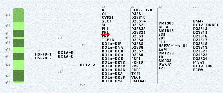 Nejdůležitější polymorfizmus se nachází na exonu 4, kde byla zjištěna tichá mutace v kodonu 103 SNP A G, která se váže k mléčným znakům u plemen mléčného skotu.