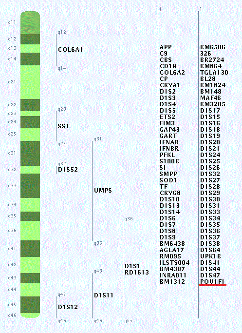 BB = 65 % (Ozdemir et al., 2012). Naproti tomu u populace plemene brown swiss nebyl pozorován vliv PIT-1 polymorfizmu na dojivost ani na složení mléka (Heidari et al., 2012; Trakovická et al., 2014).