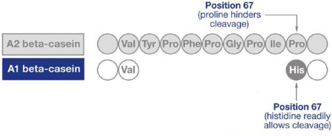 Obr. 16 Rozdíl v kódované aminokyselině na pozici 67 u alel A1 a A2 β-cn (MDPI-Open Access Publishing, 2016) 3.