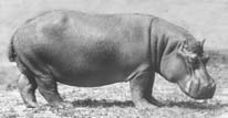 200 4500 kg Tayassu tajacu Catagonus wagneri Hippopotamus amphibius