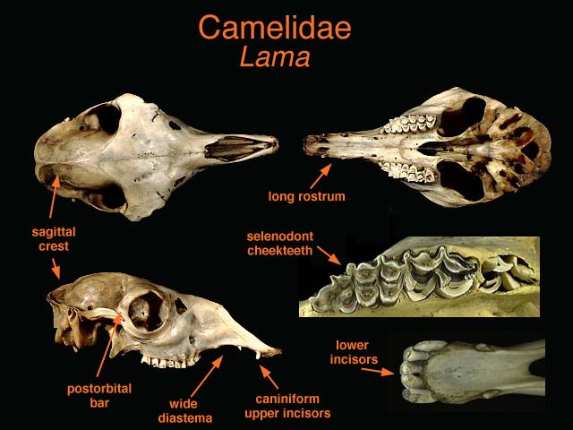 Camelus ferus / bactrianus Lama guanicoe