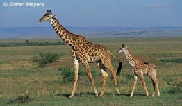 m Giraffa camelopardalis Giraffa camelopardalis Antilocapridae v
