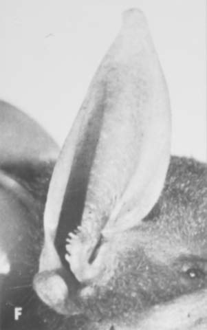 Noctilio albiventris Mormoopidae listobradové 2 rody, 9