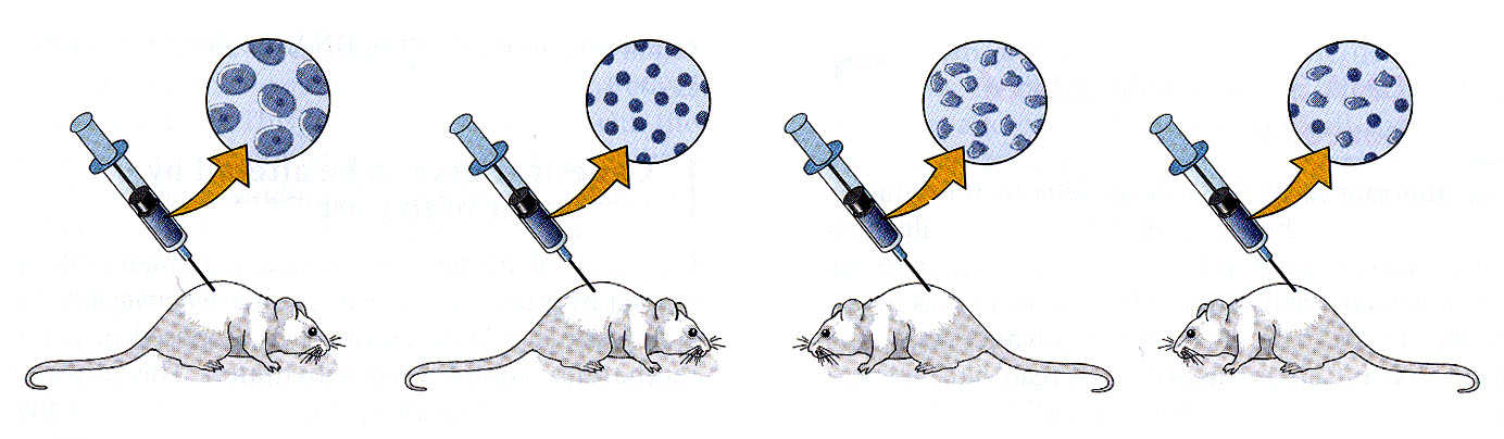 Experiment demonstrující transformaci bakteriálních buněk Streptococcus pneumoniae (Griffith 1928) S