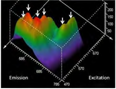 Příklad 3D zobrazení λ skenu je na Obr. 13. Intenzita na dané vlnové délce je vyjádřena barevně a také výškou v ose y. Obr. 13 3D λ sken. Emise, Excitace.