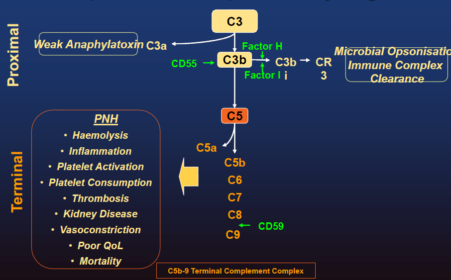 PNH- patogeneze Absence povrchových antigenů CD55 a CD59