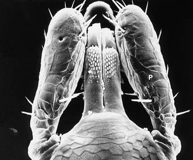 A/ B/ Obr. 5: Ústní ústrojí klíštěte obecného. A) Pohled z přední strany larvy Ixodes ricinus. B) Pohled na ústa se zuby hypostomu a epistomu. Vysvětlivky: C chelicera, M ústa, P pedipalpy (makadla).